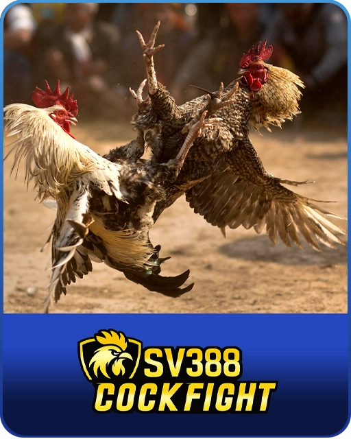 Cock Fight PHI